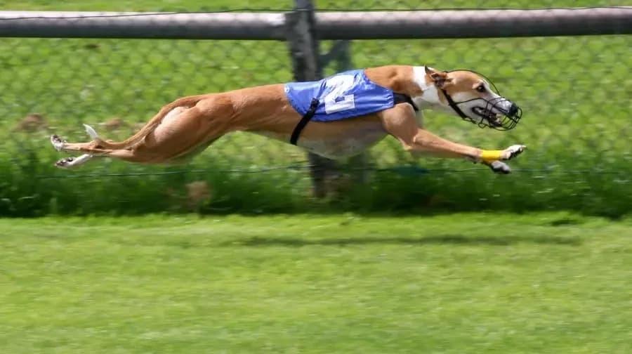 apostas em corridas de galgo.webp